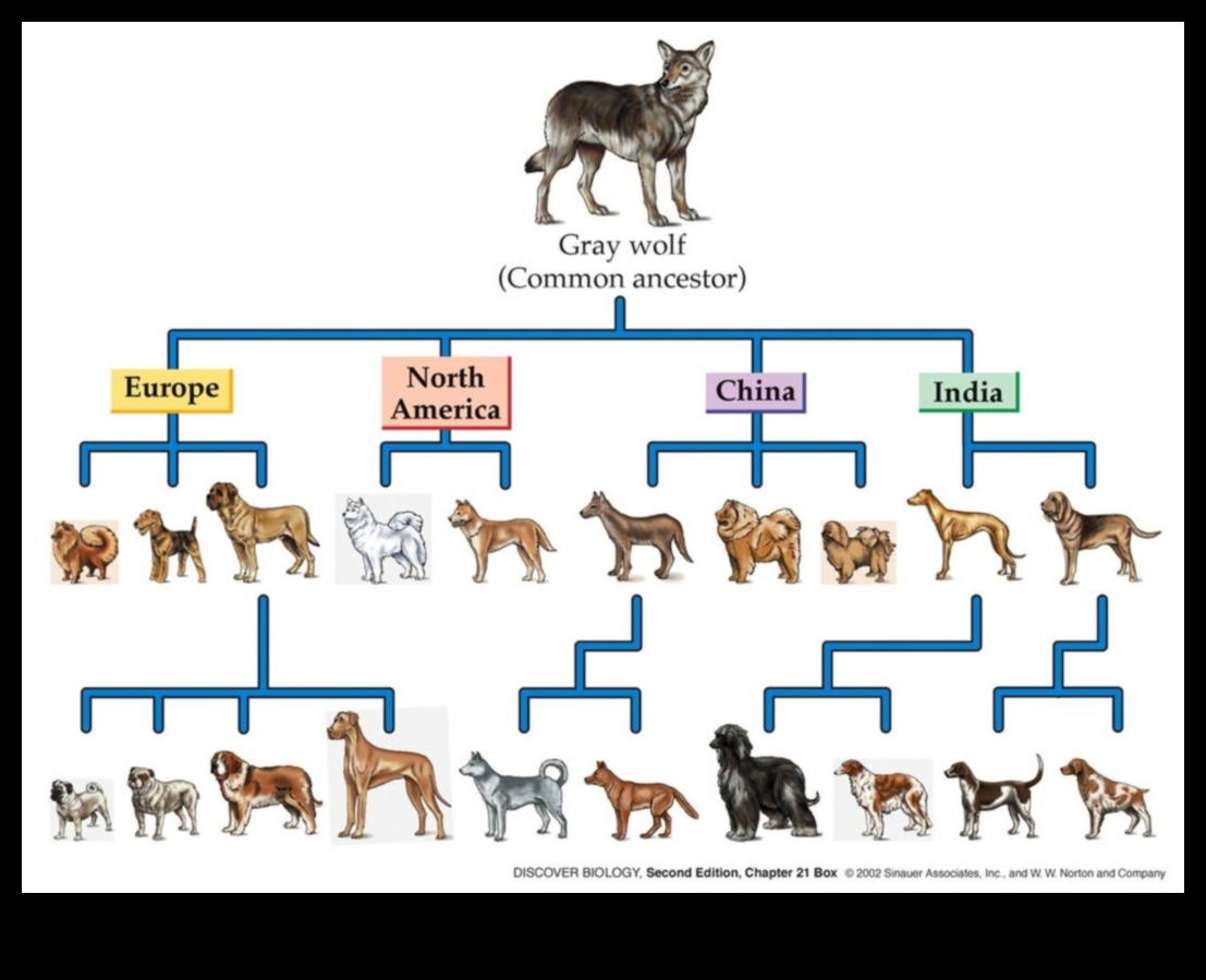 Köpek Günlükleri: Köpek Evriminde Tarihi Anlar