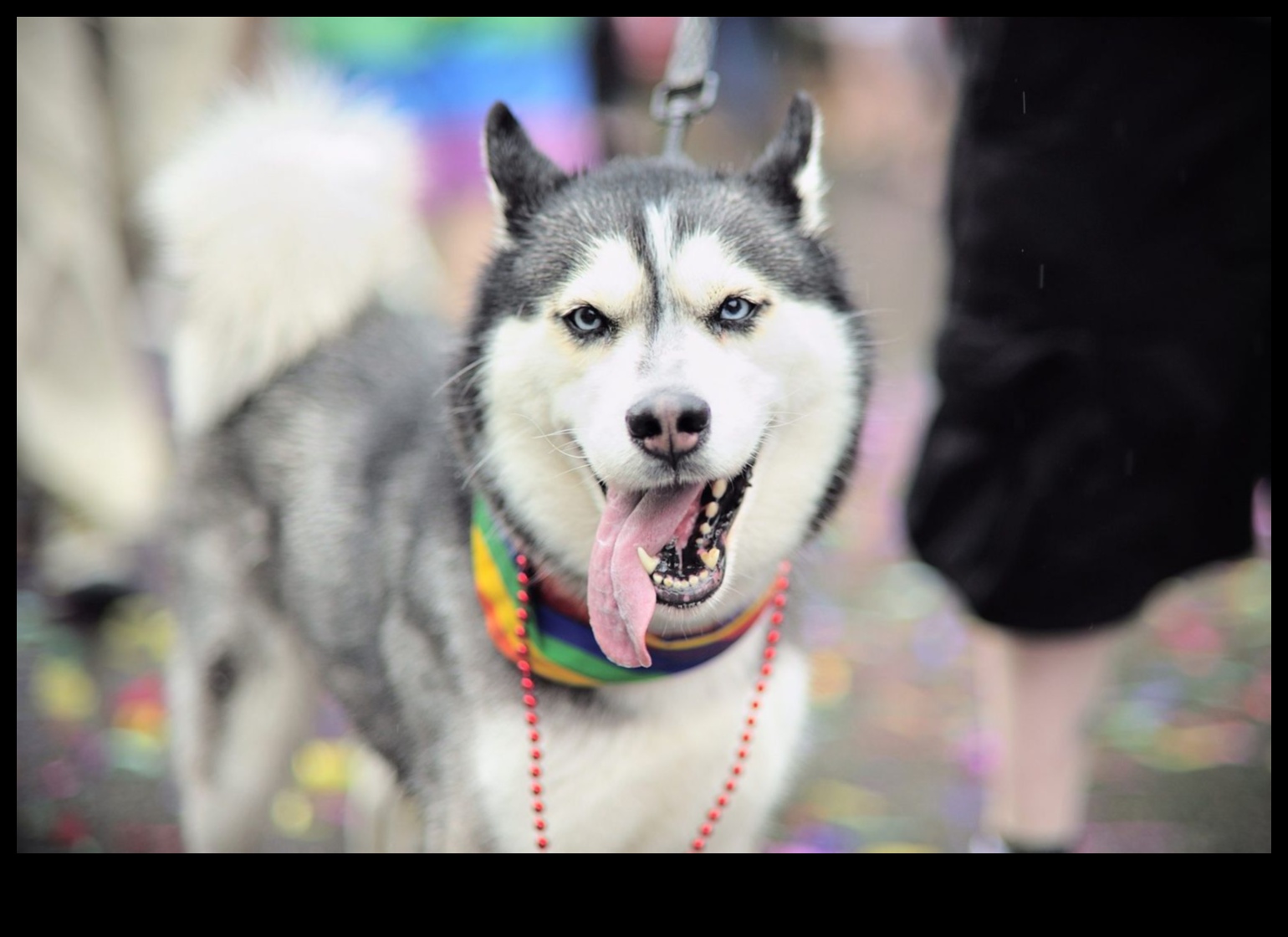 Yavru Köpek Oyun Geçidi: Köpekler için Bando Eğlencesi