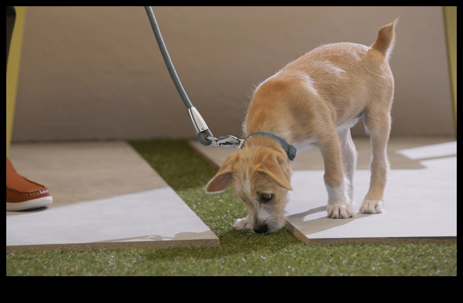 Yavru Köpek Tuvalet Eğitimi: Temiz Bir Ev İçin Etkili Teknikler