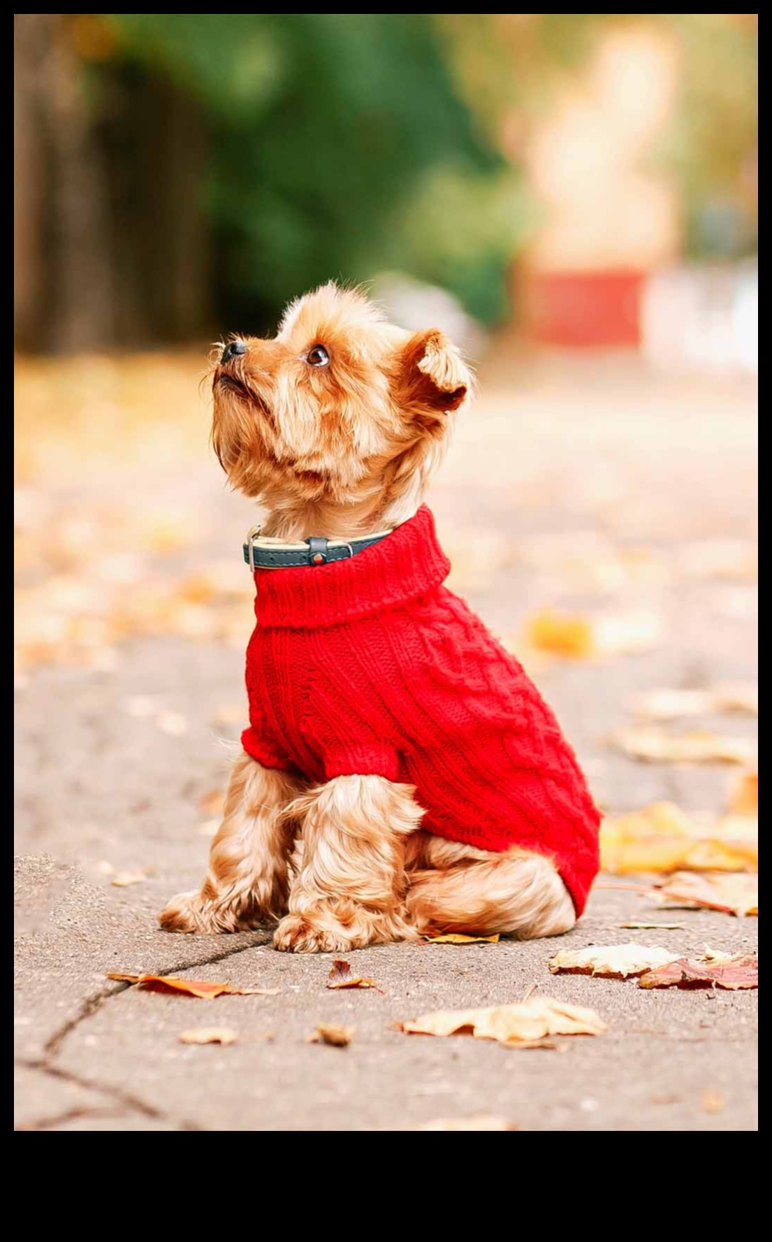 Köpek Modası: Tüylü Arkadaşınız İçin Şık Moda İpuçları