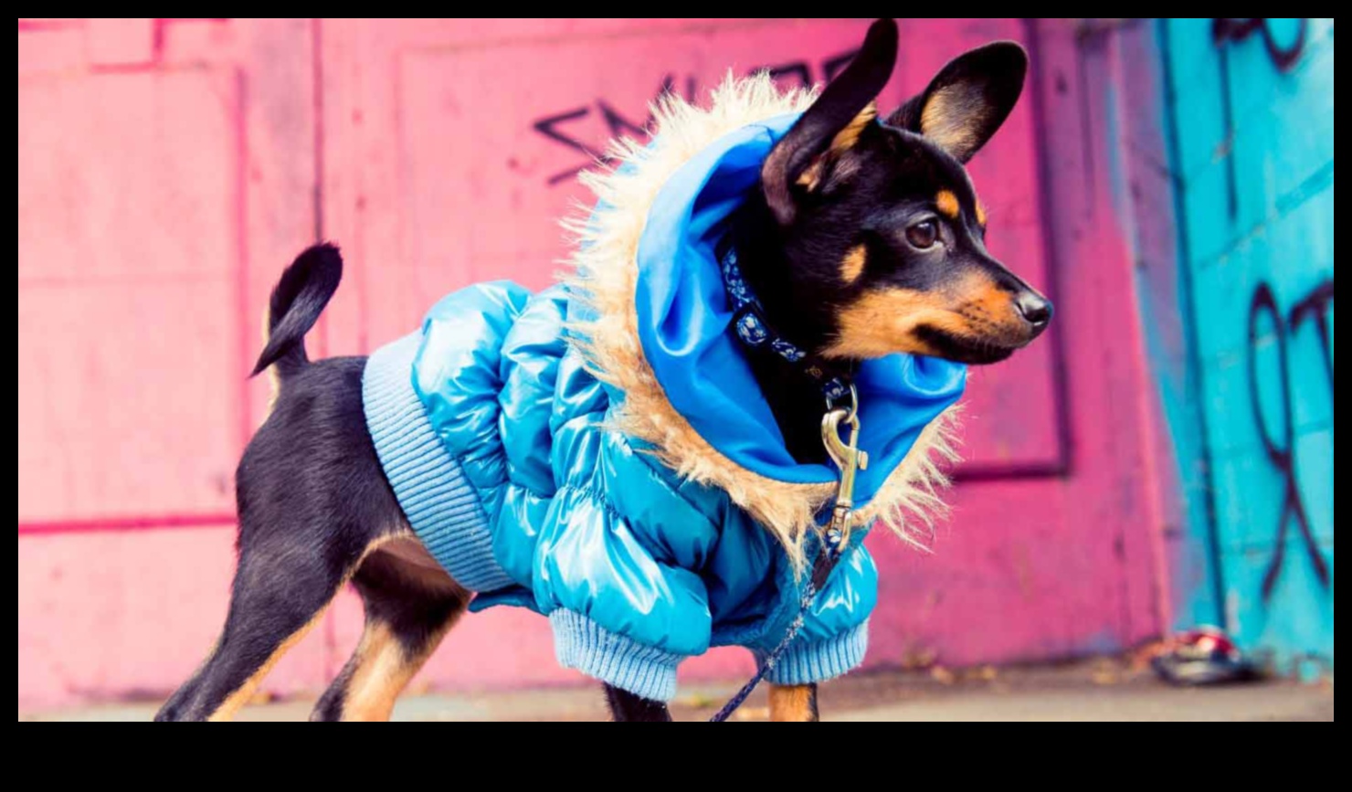 Köpek Modası: Tüylü Arkadaşınız İçin Şık Moda İpuçları