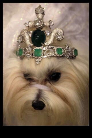 Köpek Taç Mücevherleri Köpeğiniz İçin Kraliyet Moda Bildirimi