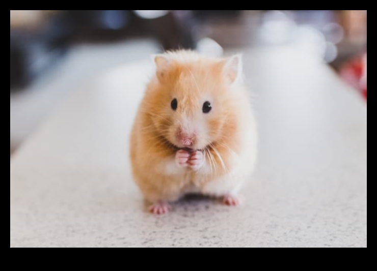 Hamster davranış sorunları devam etti: Ortak zorluklar için çözümler